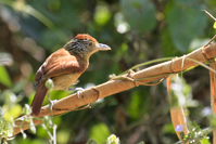 Thamnophilus doliatus